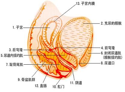 导致盆腔炎的病因